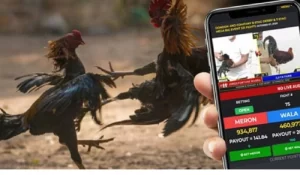 Sabong Betting