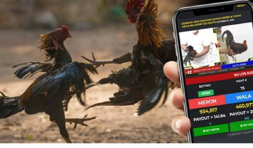 Sabong Betting